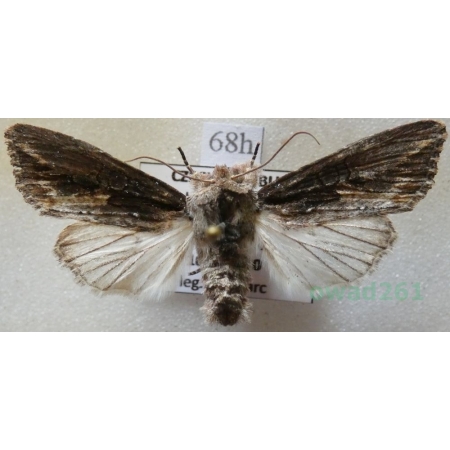 Egira conspicillaris (Linnaeus, 1758) Gaszka zorzyca Czech68h